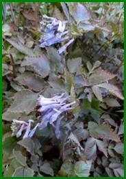 Beschrijving: Beschrijving: scrophularia auriculata variegata 1a