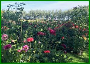 Afbeelding met bloem, plant, buiten, kleurrijk

Automatisch gegenereerde beschrijving