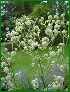Beschrijving: Beschrijving: PICT2850 Eryngium Eburneum klein a