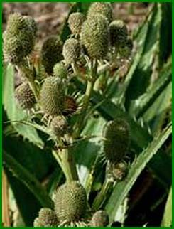Beschrijving: Beschrijving: Eryngium_agavifolium