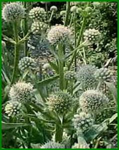 Beschrijving: Beschrijving: Eryngium_yuccifolium web