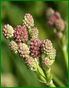 Beschrijving: Beschrijving: d05_9021_eryngium-pandanifolium web 2