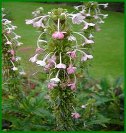 Beschrijving: Beschrijving: PICT2837 Morina Longifolia website
