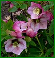 Beschrijving: Beschrijving: Beschrijving: Beschrijving: Beschrijving: 67 2009 website