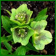 Beschrijving: Beschrijving: Beschrijving: Beschrijving: Beschrijving: 70a website groen